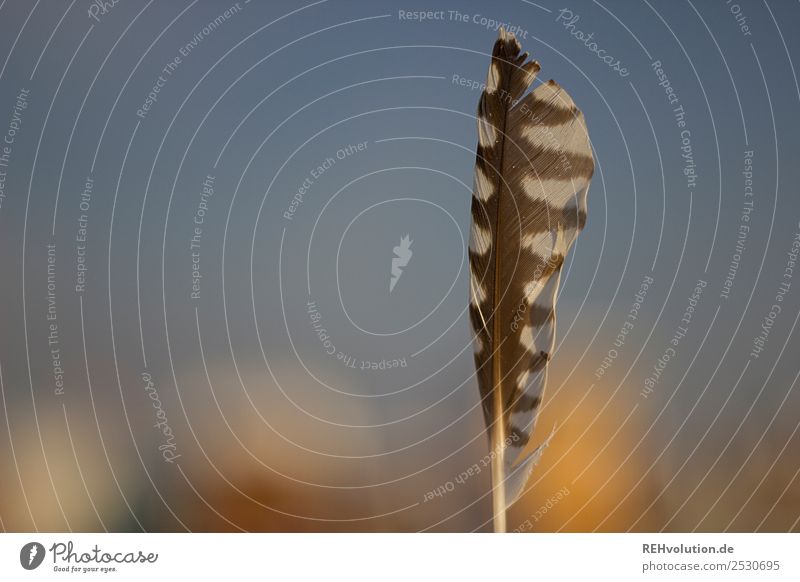 nib Feather Close-up Nature Bird Exterior shot Macro (Extreme close-up) pretty Ease Shallow depth of field Esthetic Deserted Detail Colour photo Soft naturally