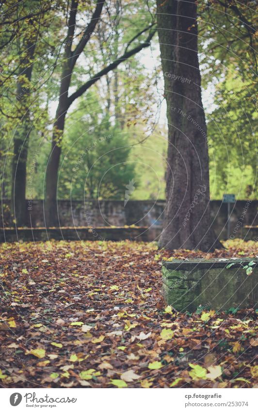 FALLout Plant Autumn Weather Tree Leaf Foliage plant Park Natural Wall (barrier) Day Shallow depth of field