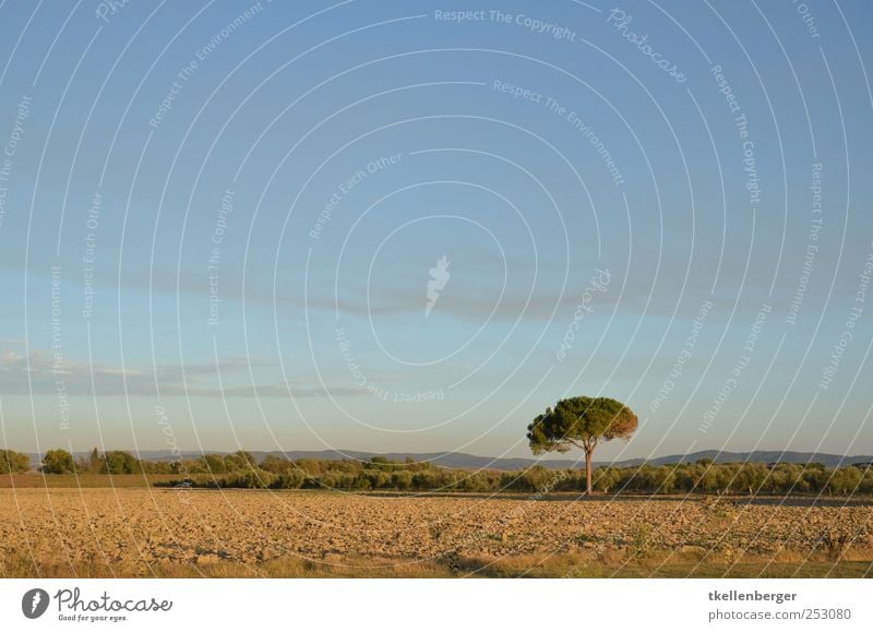 loner Nature Earth Sky Clouds Autumn Tree Blue Brown Stone pine Agriculture Field Arable land Italy Tuscany Maremma Individual Ochre Grass Logging lone fighter