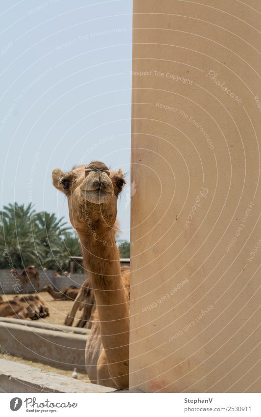 Curious camel Vacation & Travel Tourism Trip Sightseeing Summer vacation Sun Cloudless sky Camel Animal face Pelt camel farm Herd Curiosity Colour photo