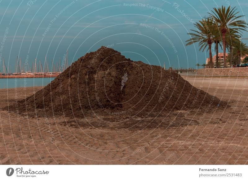 Pile of dry seaweed at beach, Mallorca. Environment Nature Plant Sand Sky Summer Climate Warmth algae posidonia Coast Beach Island Can Pastilla Spain Europe