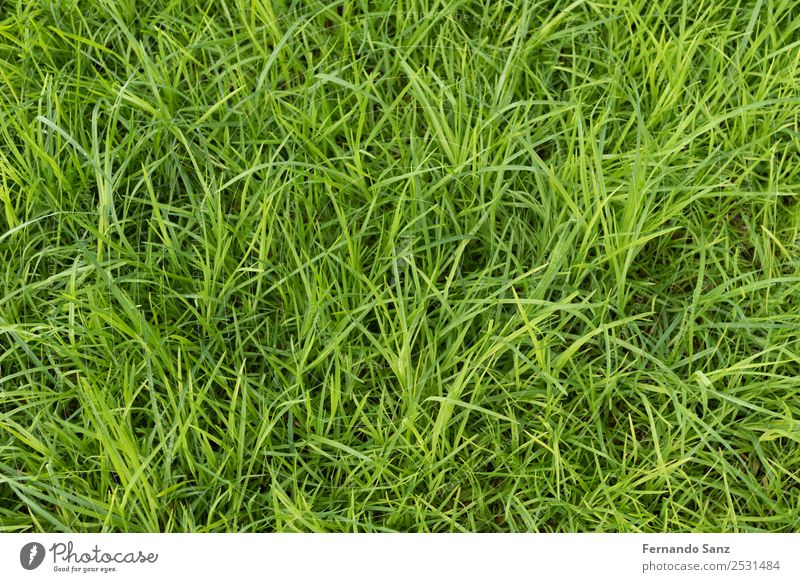 Uncut green lawn / grass. Equestrian sports Golf Soccer Football pitch Environment Nature Landscape Plant Summer Weather Grass Garden Park Field Blossoming