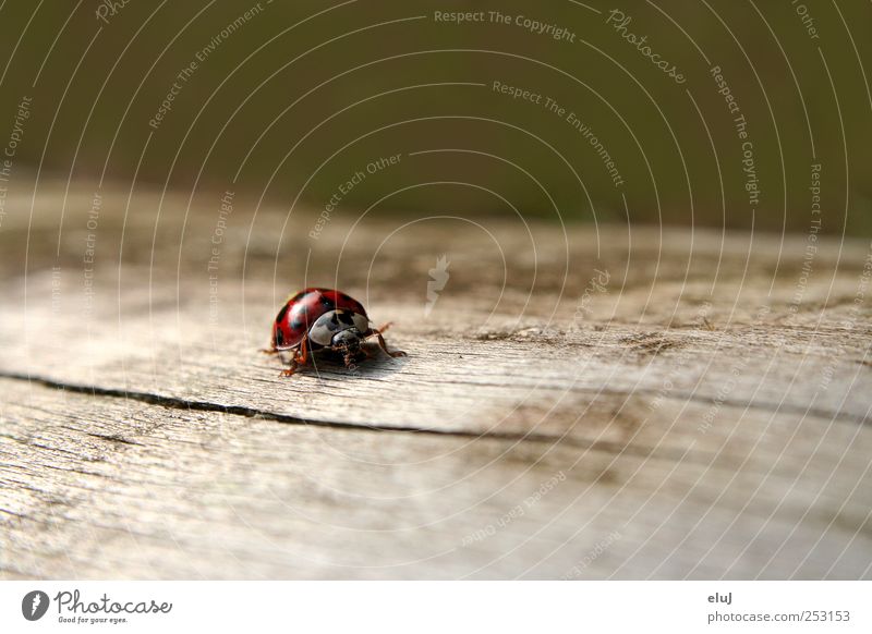 Alone on the road Nature Tree Beetle 1 Animal Crawl Small Cute Speed Dry Gray Green Red Black Tree trunk Ladybird Hiking discovery Point Colour photo