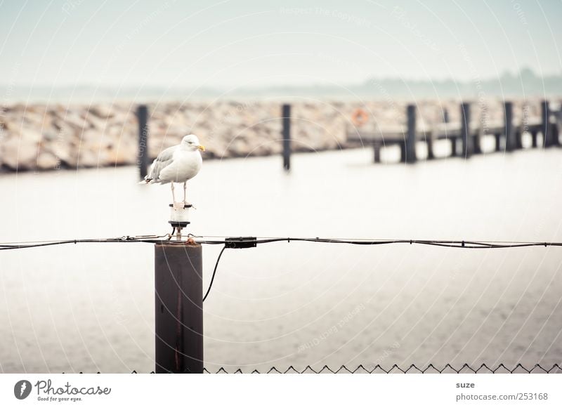 seagull pick Ocean Environment Animal Sky Cloudless sky Horizon Coast Harbour Wild animal Bird 1 Wait Seagull Footbridge Fence Pole Wooden stake Jetty Rostock