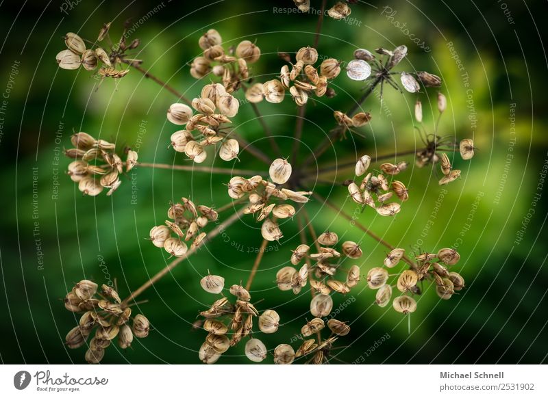 arid Environment Nature Plant Bushes Blossom Natural Dry Brown Green Transience Colour photo Close-up Macro (Extreme close-up) Deserted Day Bird's-eye view