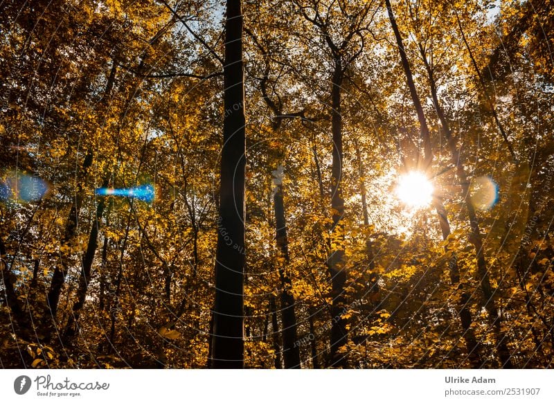 autumnal Environment Nature Landscape Sun Autumn Tree Leaf Beech wood Beech tree Maple tree Forest Glittering Illuminate Positive Warmth Yellow Orange Romance