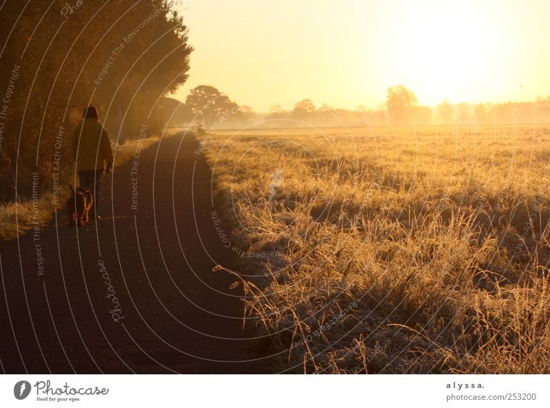 frosty sunrise. 1 Human being Nature Landscape Plant Sunrise Sunset Autumn Tree Bushes Dog Brown Yellow Subdued colour Exterior shot Dawn Light