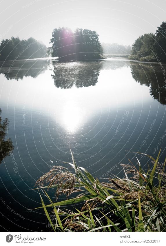 forest lake Environment Nature Landscape Plant Water Cloudless sky Horizon Sun Beautiful weather Tree Bushes Reeds Forest Island Pond Lake Illuminate Gigantic