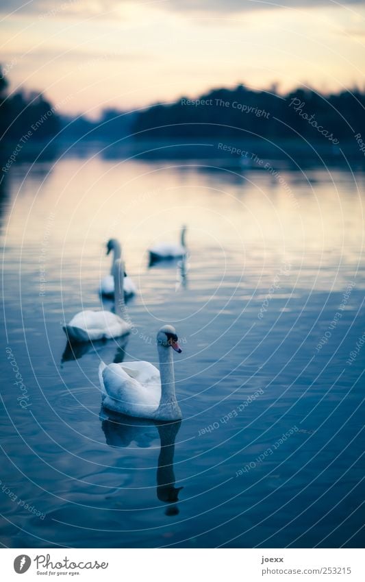 odette Nature Sky Clouds Sunrise Sunset Pond Lake Swan 4 Animal Swimming & Bathing Romance Calm Idyll Swan Lake Colour photo Subdued colour Exterior shot