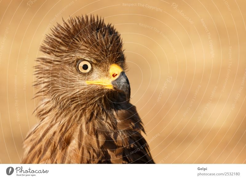 Amazing portrait of a scared kite l Elegant Beautiful Freedom Nature Animal Bird Wing Cute Wild White Feather Beak sunny Prey bristling wildlife predator landed