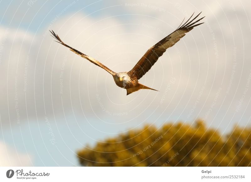 Awesome bird of prey in flight with the sky of background Nature Animal Sky Bird Wing Flying Speed Wild Blue Gold White wildlife raptor predator kite Story