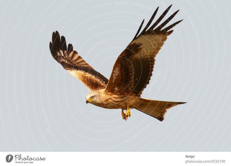 Awesome bird of prey in flight with the sky of background Nature Animal Sky Bird Wing Flying Speed Wild Blue Gold White wildlife raptor predator kite Story