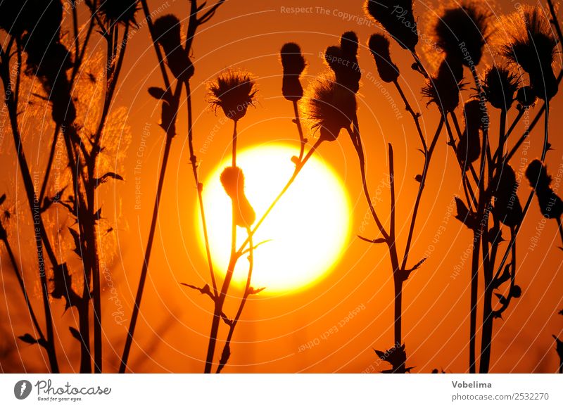 Thistle with evening sun Nature Plant Cloudless sky Sun Sunrise Sunset Sunlight Summer Calm Evening sun Sky Exterior shot Detail Light Silhouette