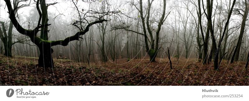 The view into the valley Environment Nature Landscape Plant Autumn Bad weather Fog Tree Moss Forest Hill Bog Marsh Old Authentic Threat Dark Fantastic