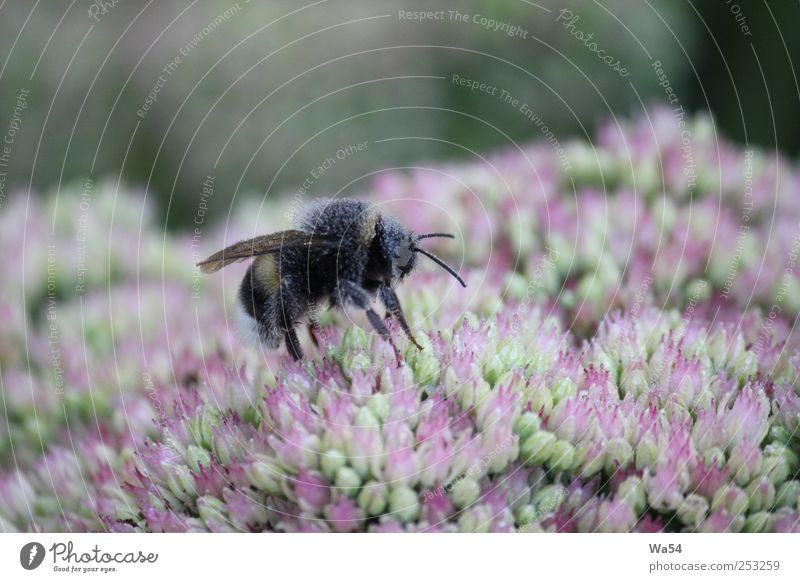 So eager Plant Drops of water Flower Blossom Wild plant Garden Bumble bee 1 Animal Work and employment Crouch Fresh Glittering Delicious Wet Blue Multicoloured