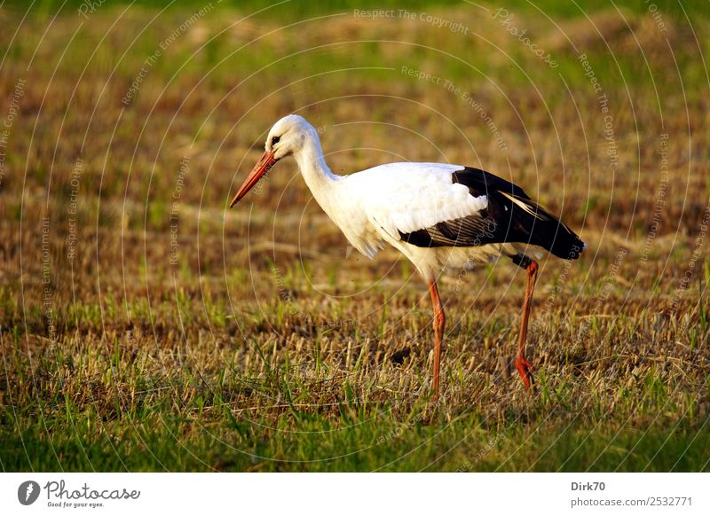 Adebar. Nature Sunlight Summer Beautiful weather Grass Meadow Field Pasture Bremen Animal Wild animal Bird Stork White Stork 1 Going Looking Natural Pride