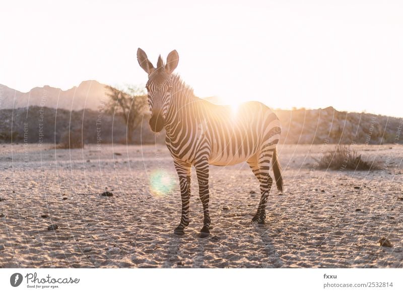 Zebra in backlight at sunset Wild animal Africa Animal big game Wilderness Mammal Head Nature South Africa Safari Back-light Moody Savannah Silhouette Romance