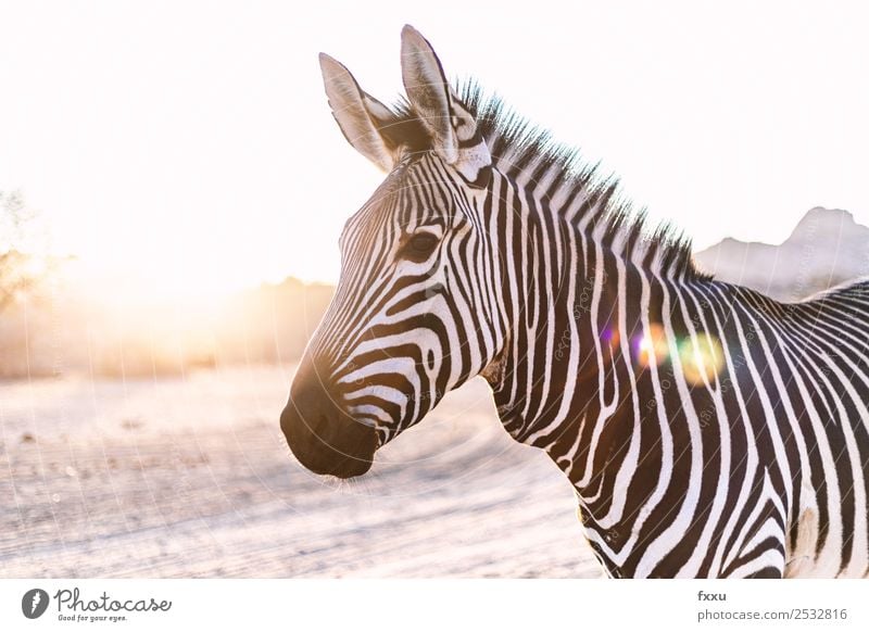 Zebra in backlight at sunset Wild animal Africa Animal big game Wilderness Mammal Head Nature South Africa Safari Back-light Moody Savannah Silhouette Romance