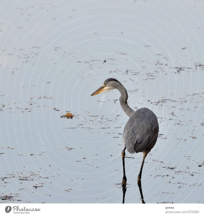 wait for fish Pond Lake Animal Wild animal Bird 1 Water Looking Stand Wait Blue Gray Heron Grey heron Leaf Coast Exterior shot Deserted Copy Space left