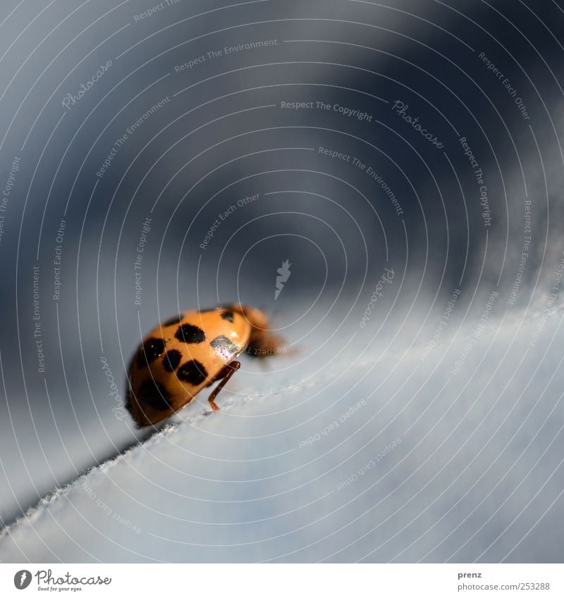 mountaineer Wild animal Beetle 1 Animal Crawl Blue Red Black Ladybird Tilt Macro (Extreme close-up) Colour photo Exterior shot Close-up Copy Space right