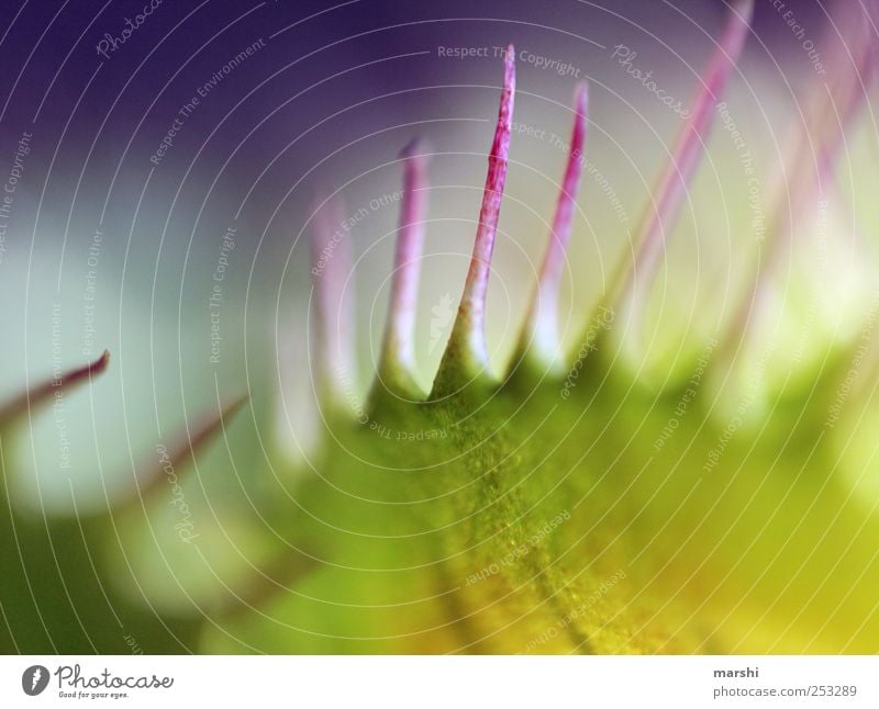 Beware! Plant Point Venus' flytrap Green Spine Exotic Botany Abstract Colour photo Interior shot Close-up Detail Macro (Extreme close-up)