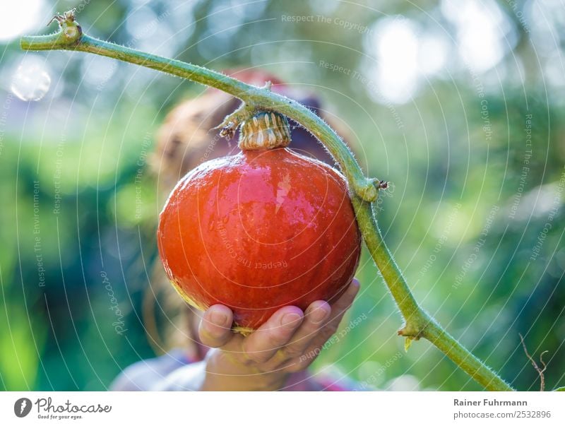 a woman shows her harvested pumpkin Vegetable Leisure and hobbies Garden Human being Feminine Woman Adults 1 Work and employment Hokkaido Hokkaido Pumpkin reap