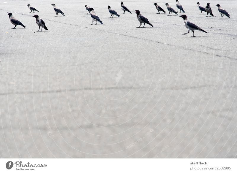 All jackdaws fly high Airport Street Highway Animal Wild animal Bird Group of animals Flock Observe Flying Threat Bright Dry Gray Together Calm Fear of flying