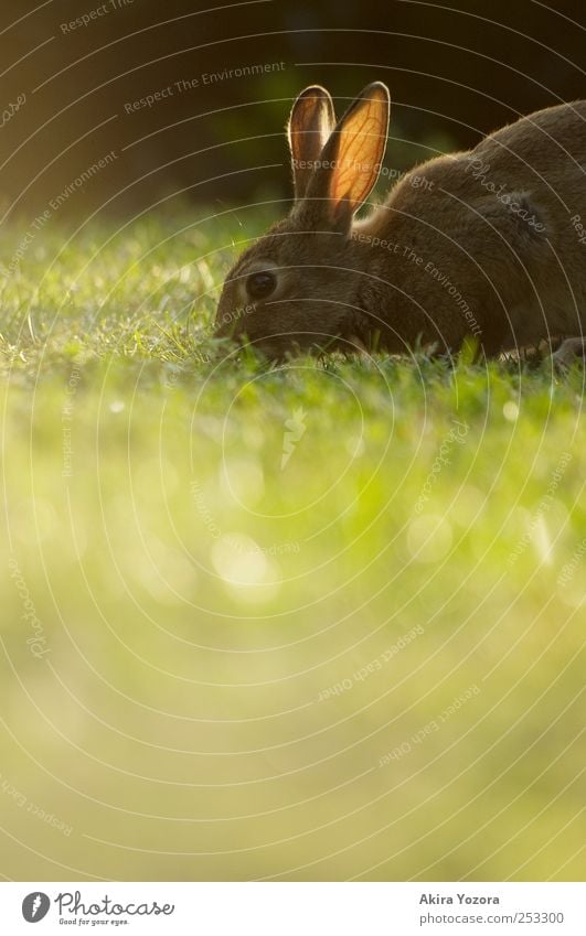 Natural lawn mower Nature Grass Meadow Animal Pet Wild animal Hare & Rabbit & Bunny 1 Feeding Brown Green Black Colour photo Exterior shot Deserted