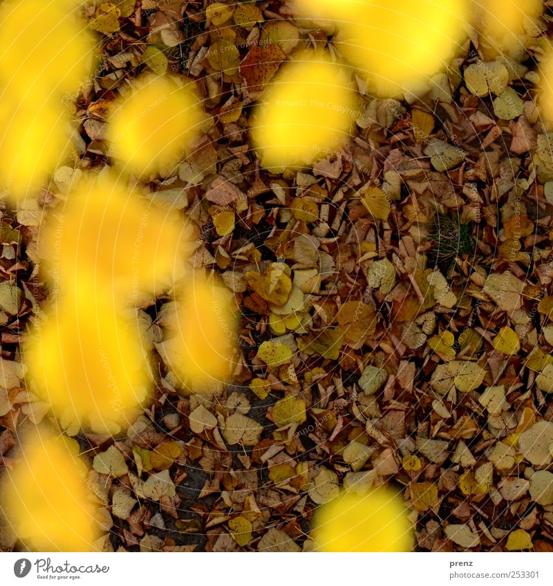 BirdPerspective Nature Landscape Plant Leaf Wild plant Brown Yellow Autumn Autumnal colours Deciduous tree Lime tree Lime leaf Many Autumn leaves Colour photo