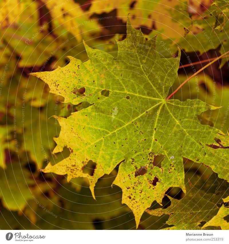 maple leaf Nature Tree Yellow Green Red Maple tree Maple leaf Autumn Autumn leaves Leaf Autumnal colours Colour Play of colours Seasons Natural Still Life