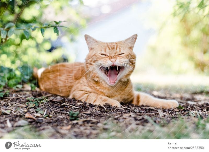 show teeth Well-being Contentment Relaxation Calm Leisure and hobbies Summer Nature Plant Earth Beautiful weather Bushes Garden Animal Pet Cat Animal face Pelt