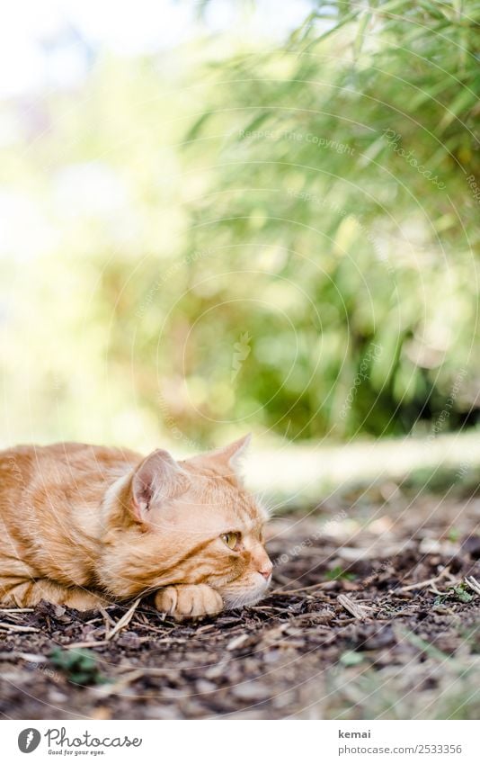 Puss takes a break and thinks a little bit Lifestyle Harmonious Relaxation Calm Leisure and hobbies Nature Earth Beautiful weather Warmth Bushes Garden Animal