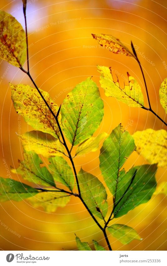 Autumn Environment Nature Plant Beautiful weather Tree Leaf Fresh Yellow Gold Green Serene Calm Life Colour Multicoloured Colour photo Exterior shot Close-up