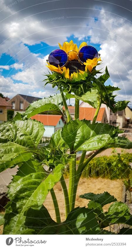 Don't worry be happy :-) Environment Plant Storm clouds Sun Summer Beautiful weather Flower Leaf Blossom Agricultural crop Sunflower Garden Tresch Blades