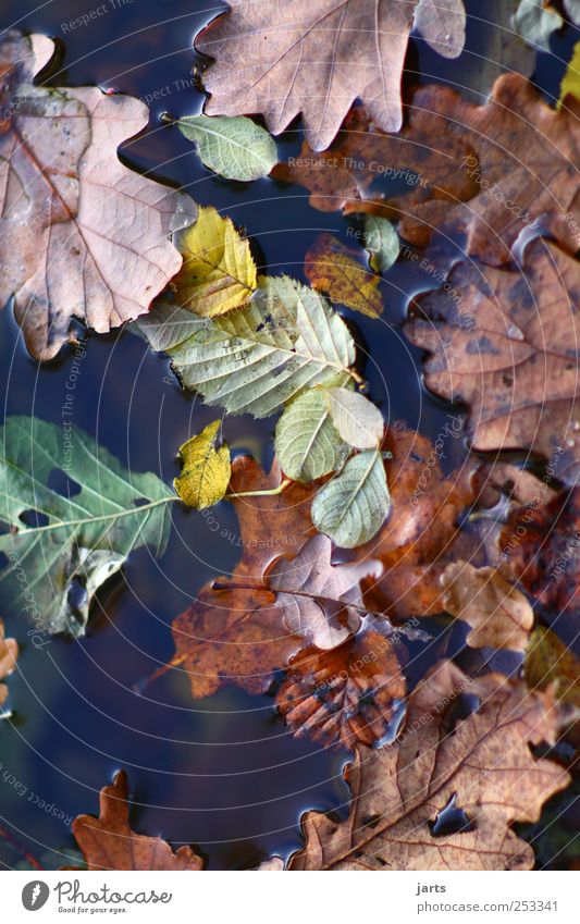 leaves Nature Plant Water Autumn Beautiful weather Leaf Fresh Natural Serene Calm Multicoloured Colour Colour photo Exterior shot Close-up Deserted