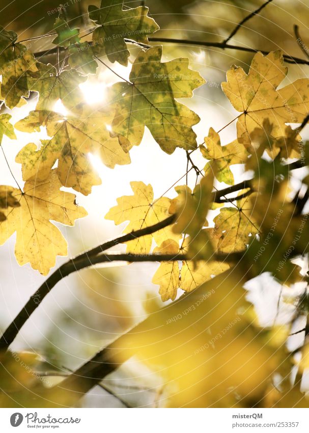 Golden Leaves. Environment Nature Landscape Plant Climate change Beautiful weather Esthetic Autumn Autumn leaves Autumnal Early fall Autumnal colours