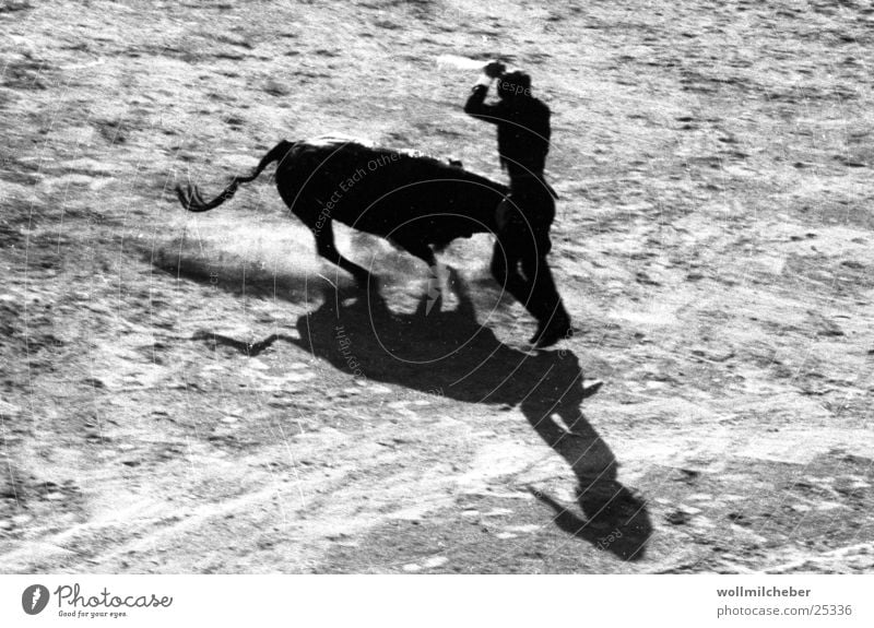 bullfight France Bullfight Back-light Europe Movement Fight Shadow