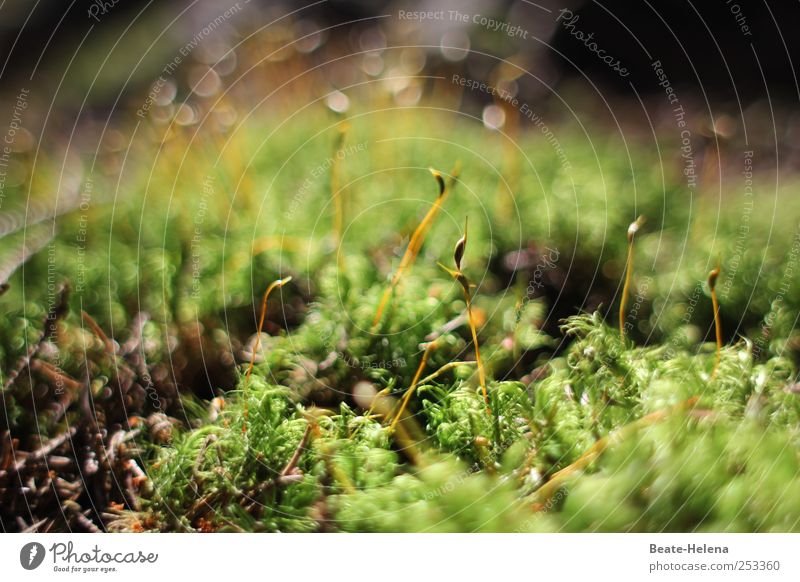 Life in the moss Summer Nature Beautiful weather Plant Moss Touch Growth Esthetic Exceptional Clean Brown Green Power Authentic Belief Adventure Effort Success