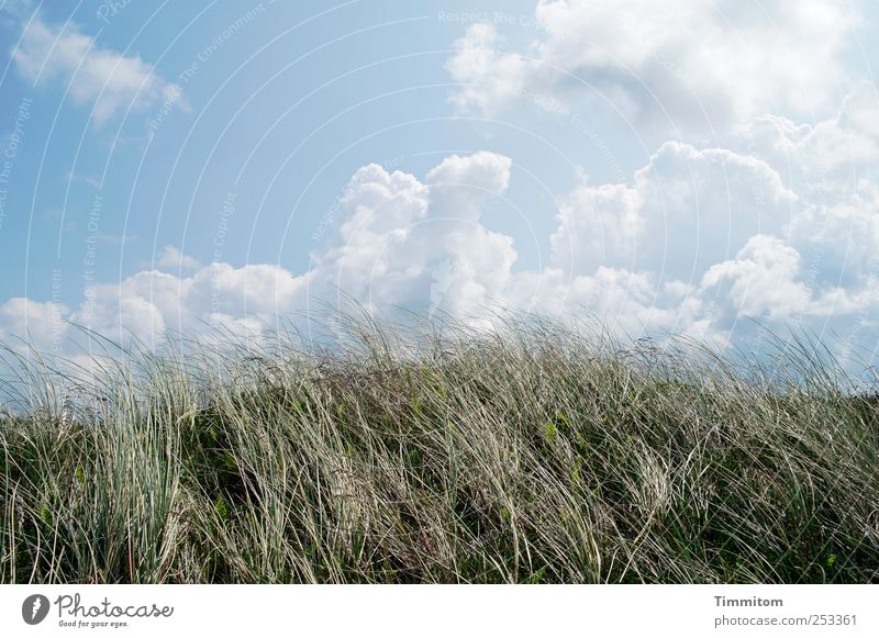 Good in summer and autumn! Vacation & Travel Summer Summer vacation Environment Nature Landscape Plant Sky Clouds Grass Coast North Sea Denmark Europe Breathe