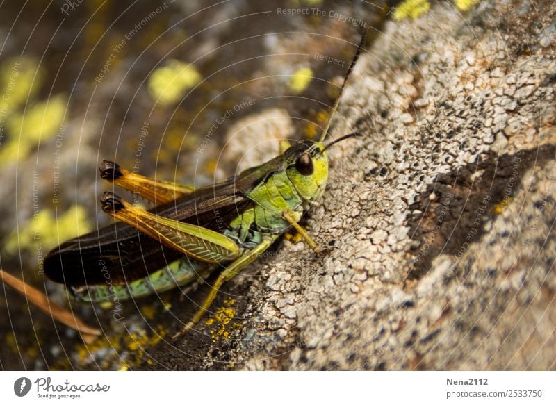 rockhopper Animal Green Insect Locust Summer Small Hop Jump Stone Colour photo Exterior shot Close-up Detail Macro (Extreme close-up) Deserted Day Light