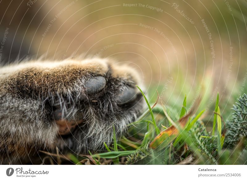 Sleep, a cat paw in the grass Nature Plant Animal Summer Grass Weed Garden Meadow Field Cat Paw Cat's paw 1 Lie Soft Brown Green Orange Calm Flexible Design