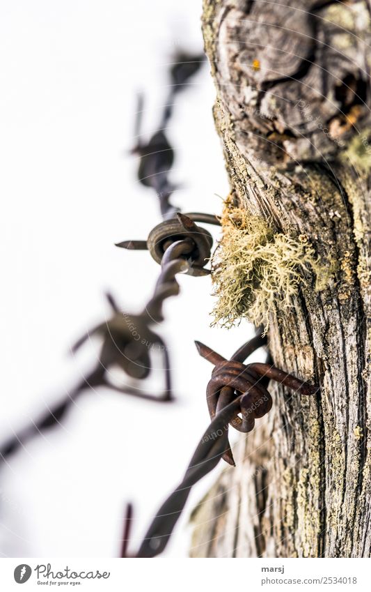 peak Moss Barbed wire fence Wood Steel Rust Point Aggression Old Threat Creepy Brown Safety Protection Pain Sadness Divide Reluctance Irritation Exclusion Iron