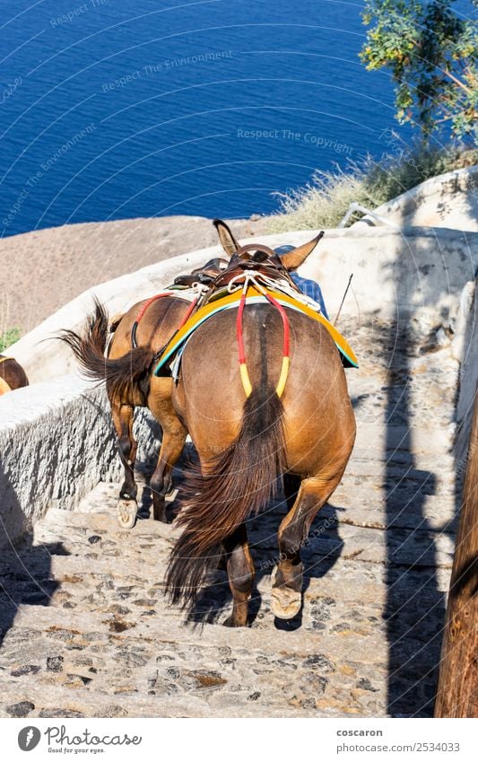 Donkeys coming down the stairs in Thira, Santorini, Greece Vacation & Travel Tourism Summer Ocean Island Mountain House (Residential Structure) Culture