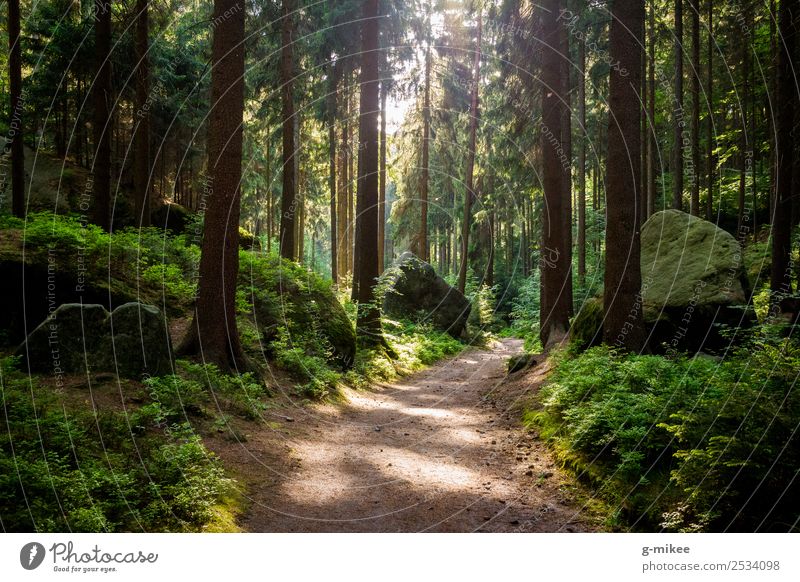 Hiking in the forest Nature Tree Forest Relaxation Free Large Natural Warmth Green Elbsandstone mountains Footpath Sun Colour photo Exterior shot Deserted Day