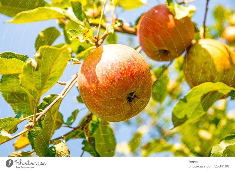 ripe apples on a tree Apple Summer Nature Bright Mature Tree Apple tree fruit salubriously Garden Fuit growing sunny Autumn freshly harvested Colour photo