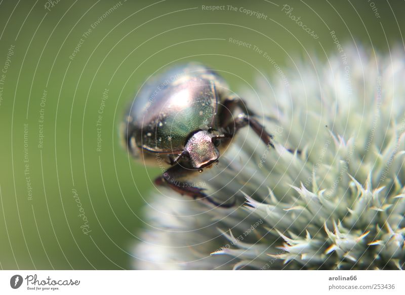 Drooling Rose Beetle Nature Plant Animal Flower Blossom Wild plant globe thistle Animal face 1 To feed Glittering Green Multicoloured Exterior shot