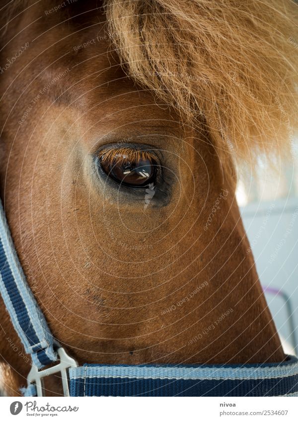 Icelandic horse detail profile Relaxation Leisure and hobbies Ride Sports Environment Nature Animal Farm animal Horse Icelander Bangs 1 Halter Mane Pelt Touch