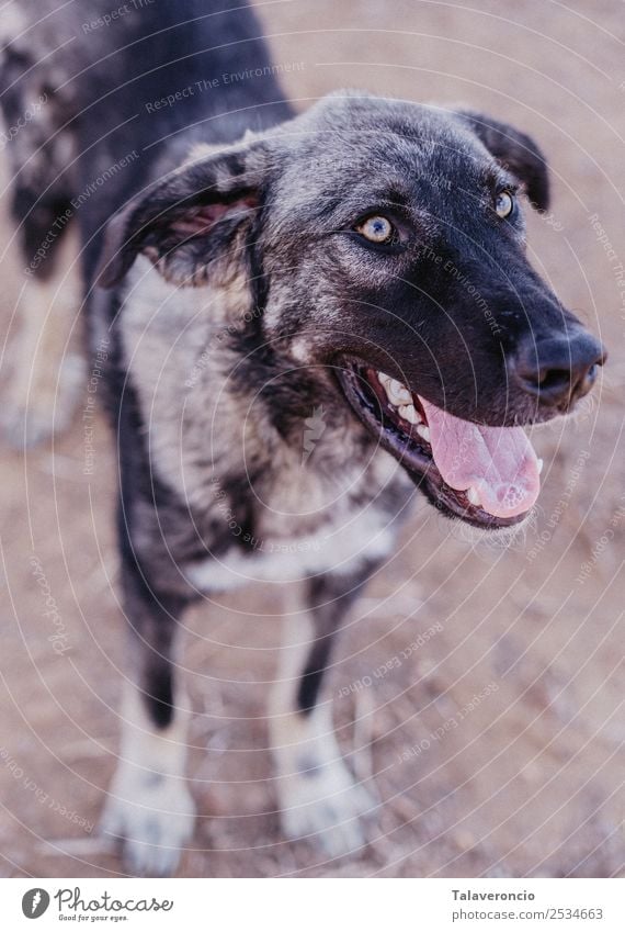 Happy Dog Joy Leisure and hobbies Freedom Sun Animal Pet Animal face 1 Exceptional Cool (slang) Fantastic Friendliness Healthy Large Brown Gray Happiness