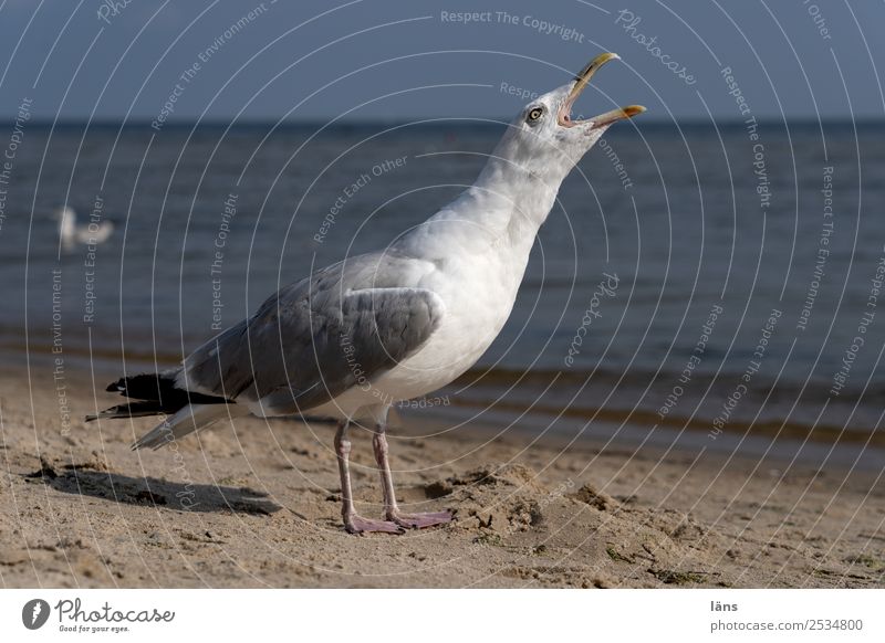 bawler Coast Beach Baltic Sea Ocean Animal Seagull 1 Rutting season Power Brave Resolve Beak Scream Colour photo Exterior shot Copy Space left Copy Space right