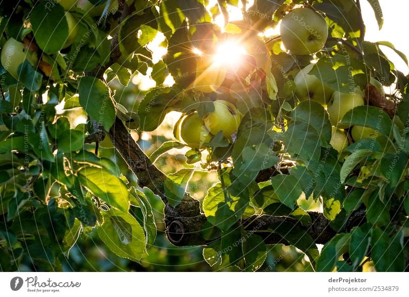 Apple tree against the light Vacation & Travel Tourism Trip Sightseeing City trip Expedition Hiking Environment Nature Plant Animal Summer Beautiful weather